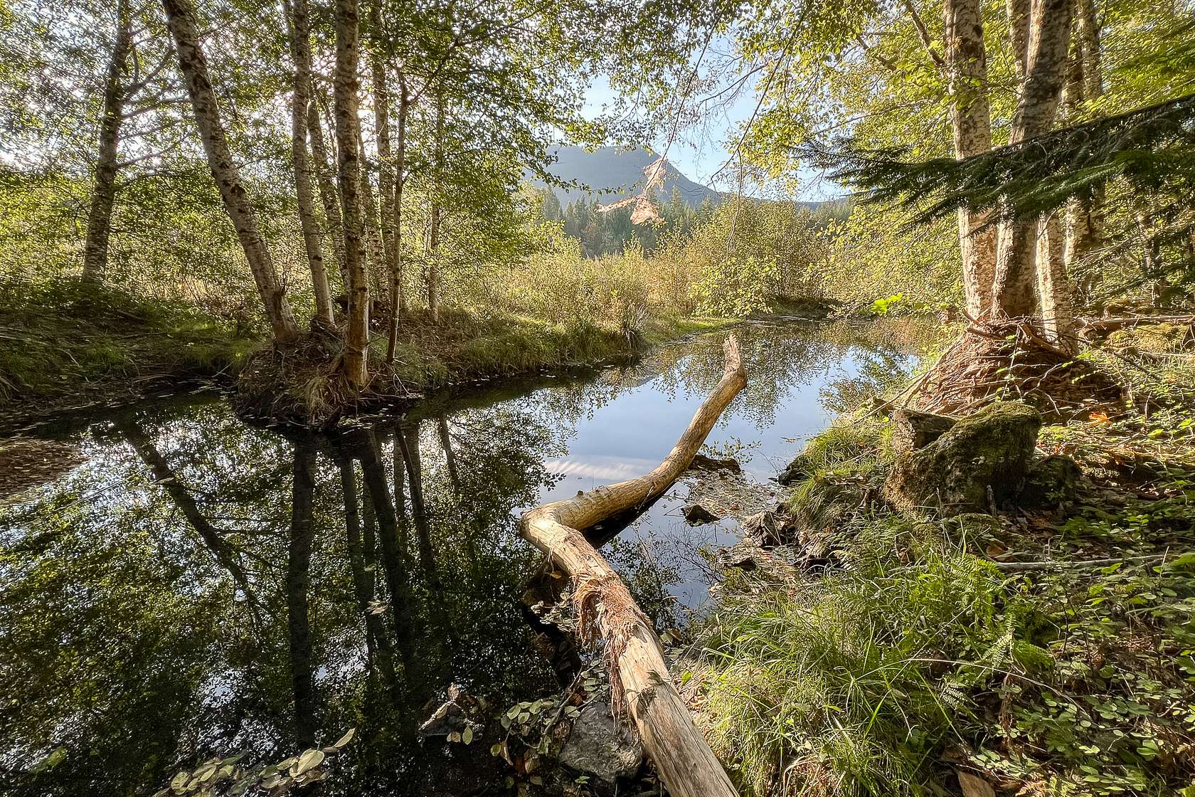 0.7 Acres of Land for Sale in Packwood, Washington