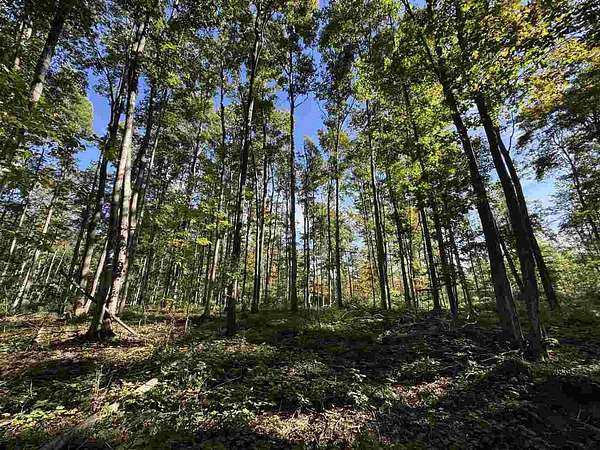 42 Acres of Land for Sale in Ellsworth, Michigan