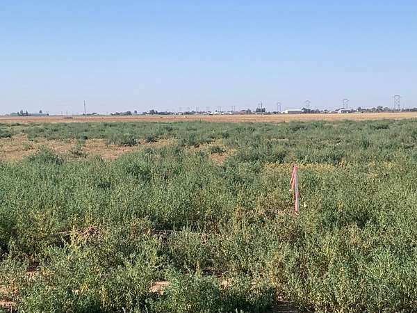 5 Acres of Residential Land for Sale in Amarillo, Texas