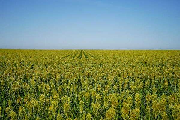 2,960 Acres of Agricultural Land for Sale in Brandon, Colorado