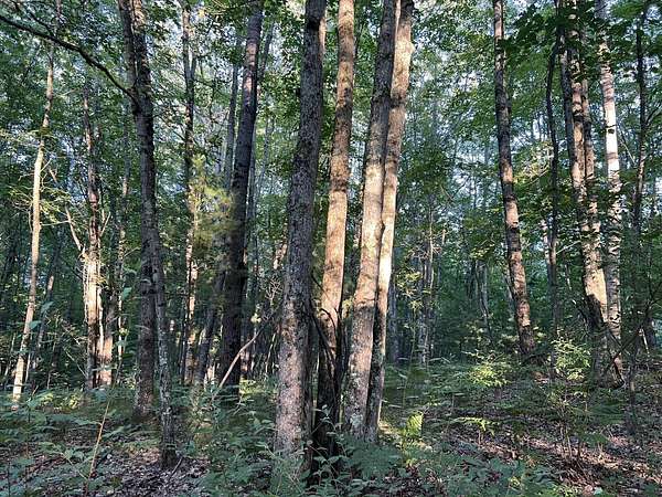 2 Acres of Land for Sale in Irons, Michigan