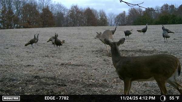 155 Acres of Recreational Land & Farm for Sale in Winston, Missouri