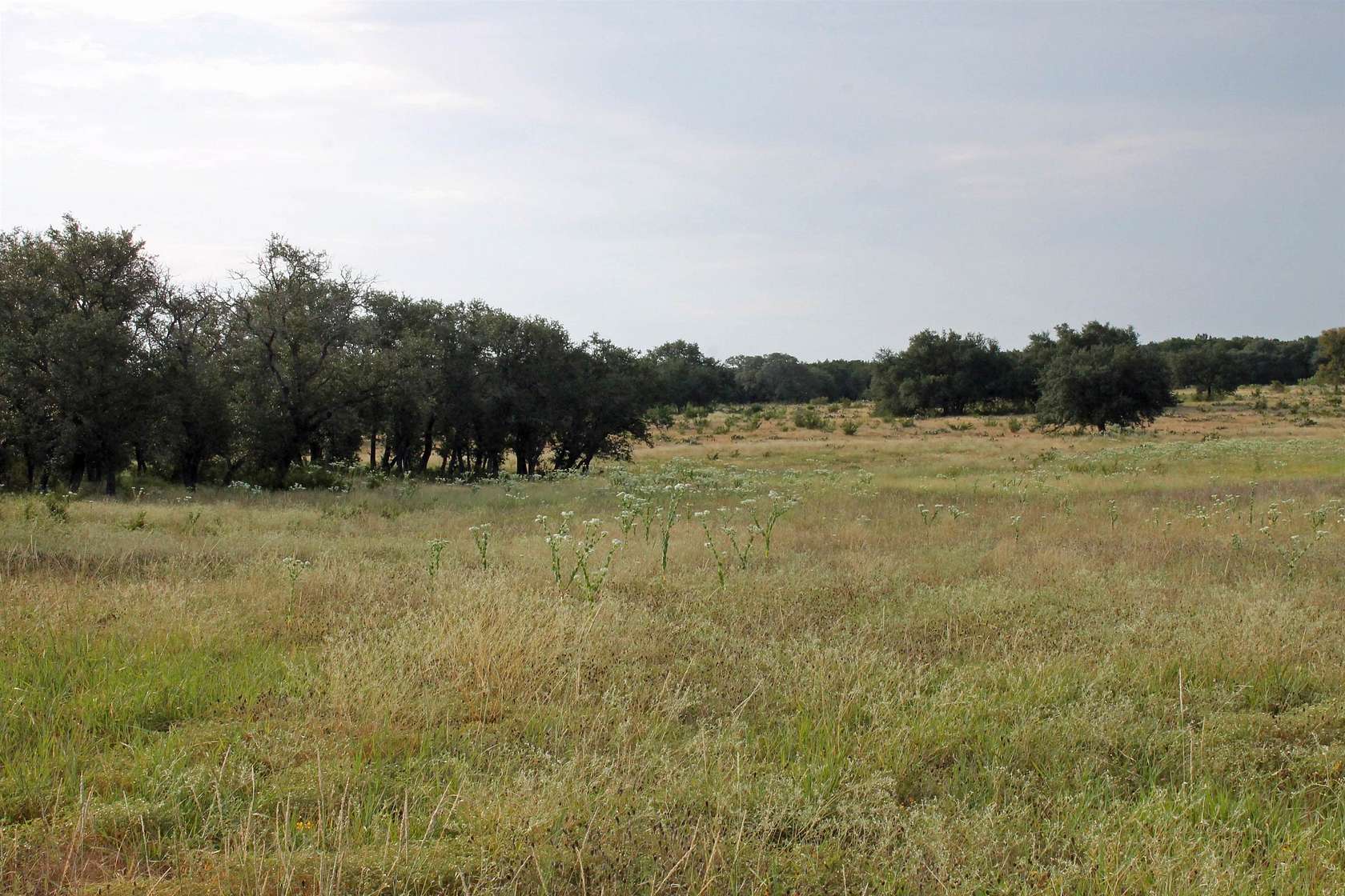 40 Acres of Agricultural Land for Sale in Burnet, Texas