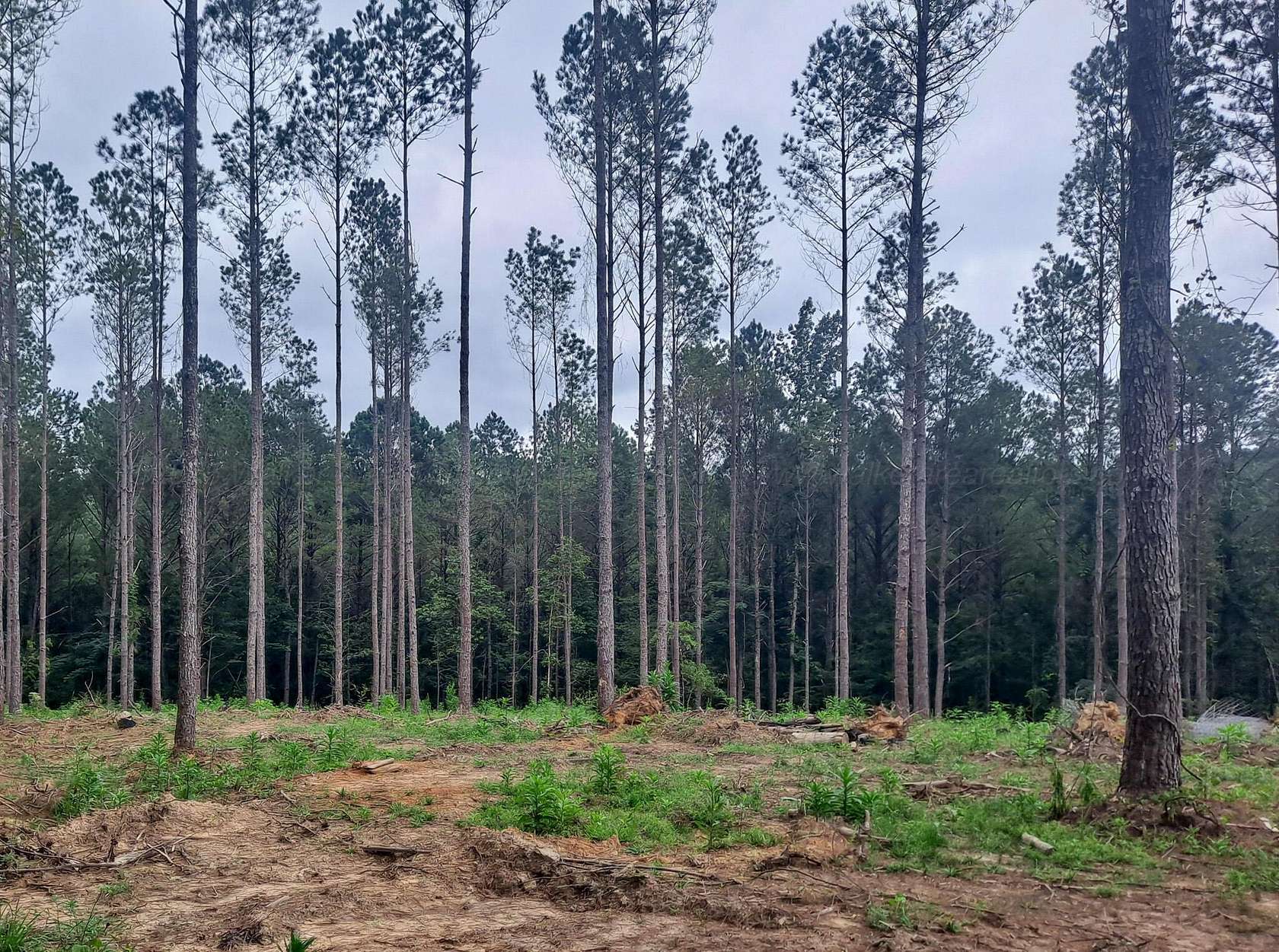 21.5 Acres of Land for Sale in Nauvoo, Alabama