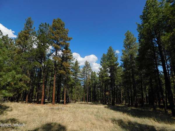1.17 Acres of Residential Land for Sale in Greer, Arizona