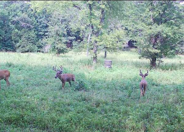 230 Acres of Recreational Land & Farm for Sale in Grandin, Missouri