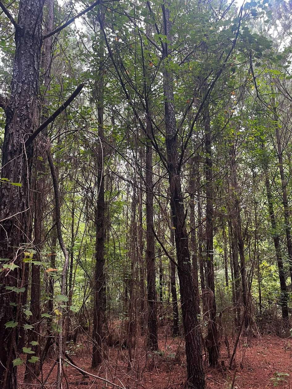 40 Acres of Recreational Land for Sale in Grove Hill, Alabama