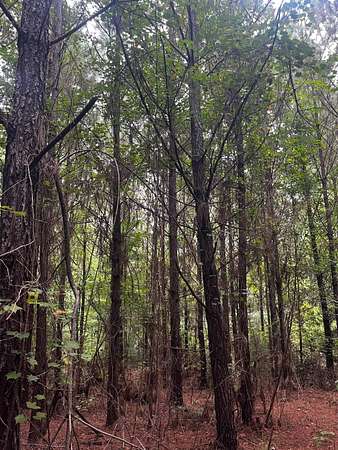 40 Acres of Recreational Land for Sale in Grove Hill, Alabama