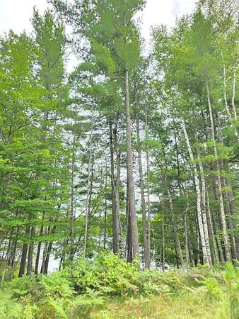 2.23 Acres of Residential Land for Sale in Winter, Wisconsin