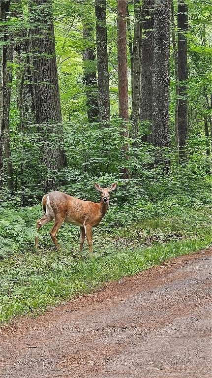0.48 Acres of Land for Sale in Hayward, Wisconsin