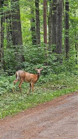 0.48 Acres of Land for Sale in Hayward, Wisconsin