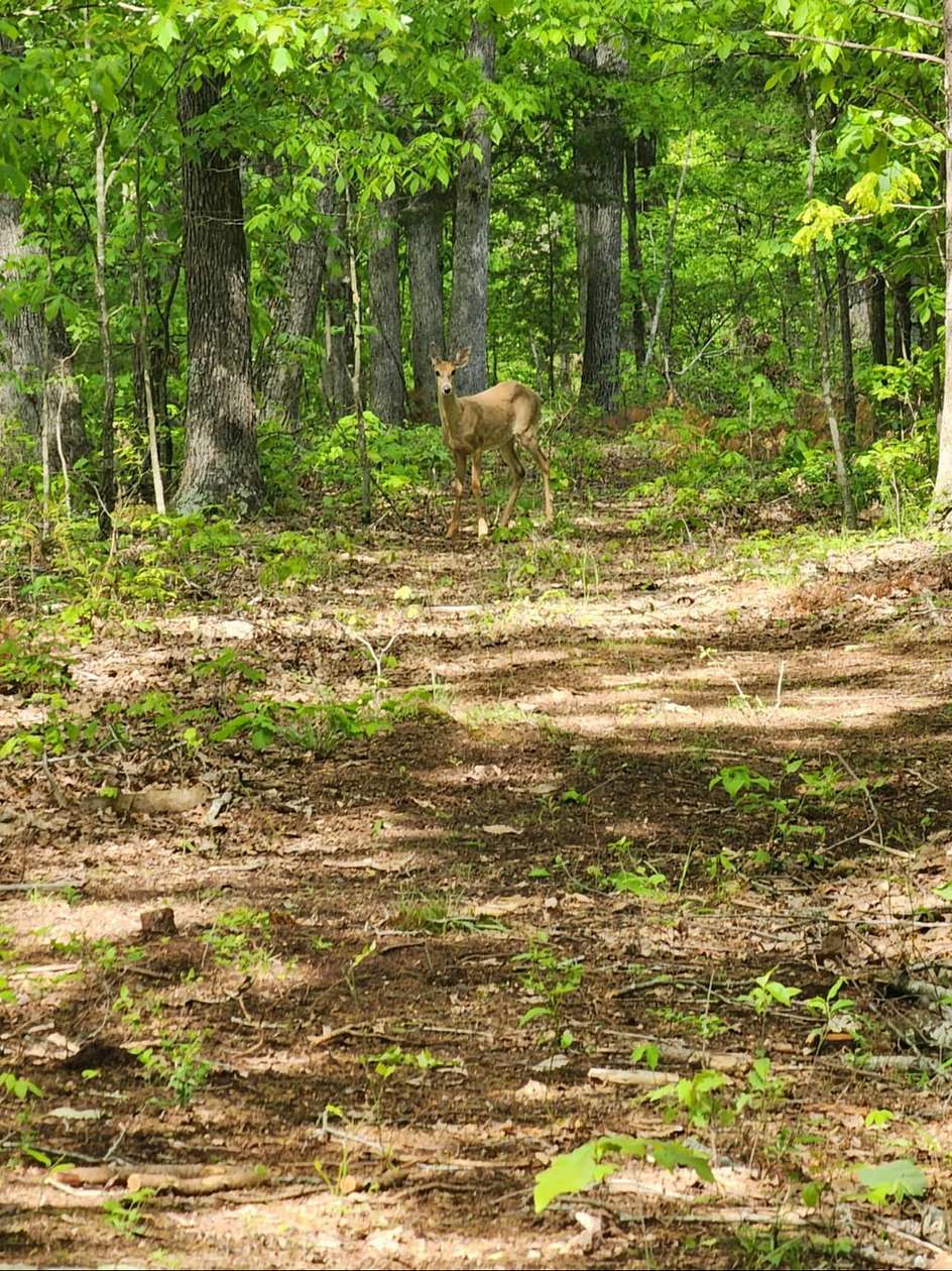 20 Acres of Recreational Land with Home for Sale in Clay City, Kentucky