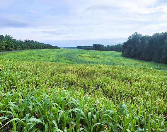 42 Acres of Land for Sale in Dillwyn, Virginia