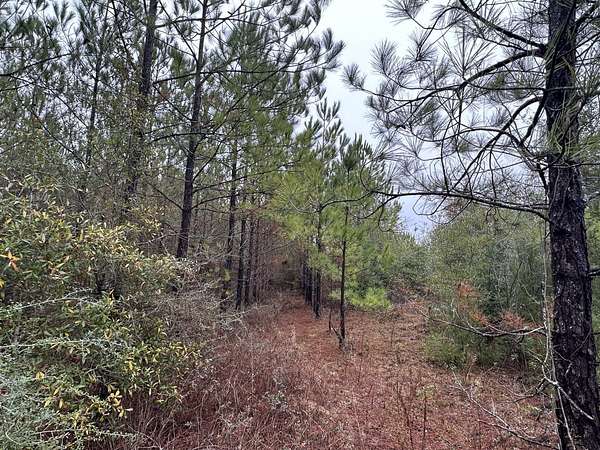 25 Acres of Land for Sale in Caryville, Florida