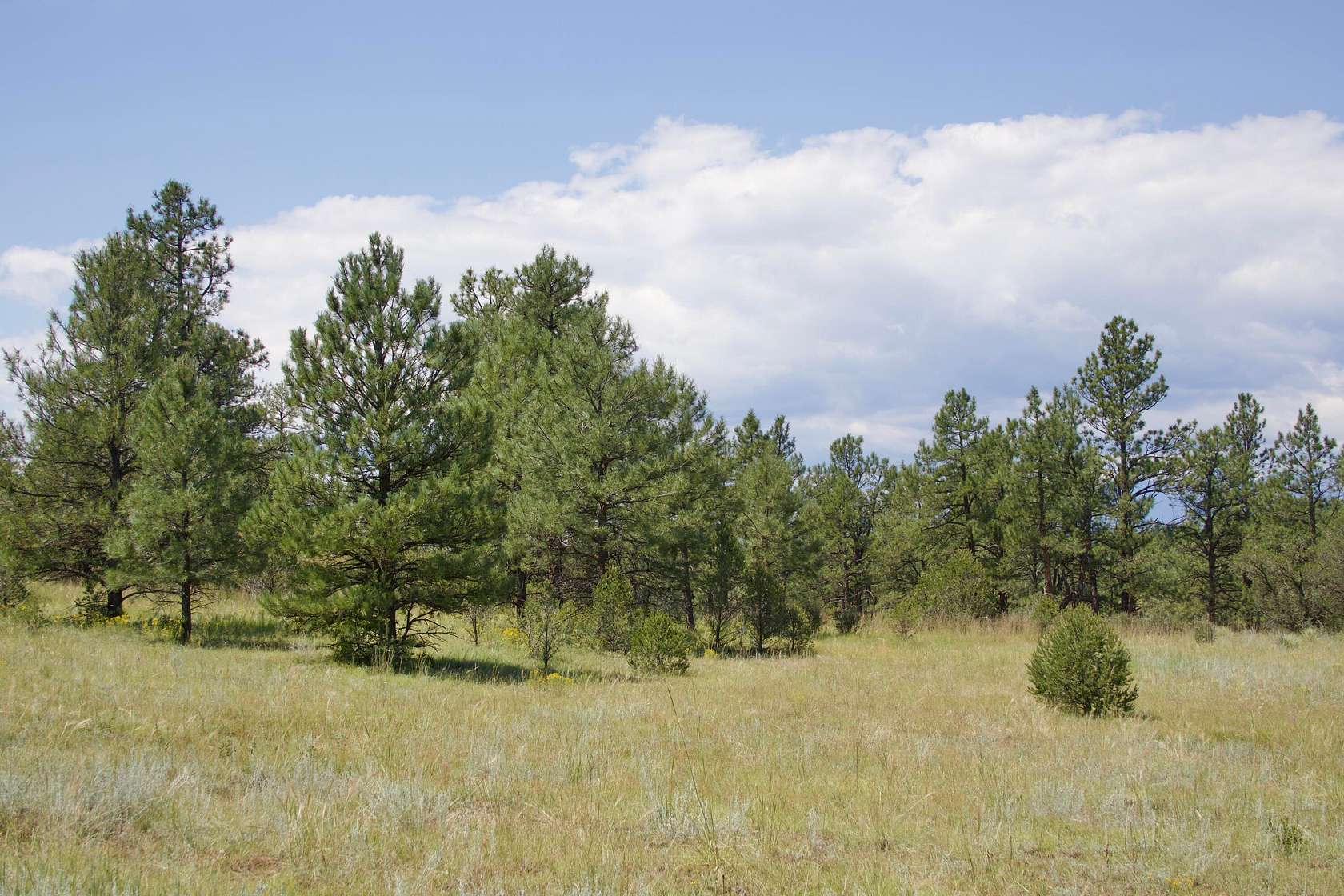 10 Acres of Land for Sale in Weston, Colorado
