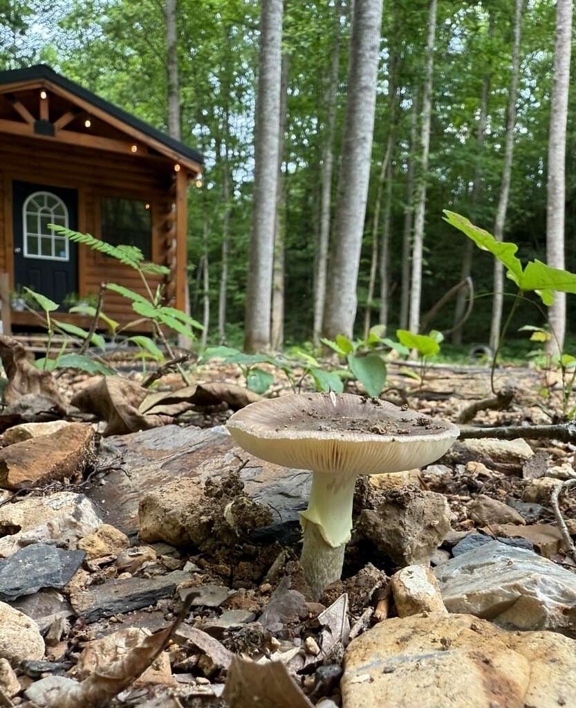 15.4 Acres of Recreational Land for Sale in Smithville, Tennessee