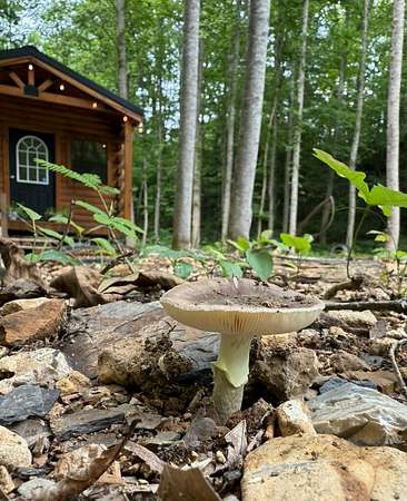 15.4 Acres of Recreational Land for Sale in Smithville, Tennessee