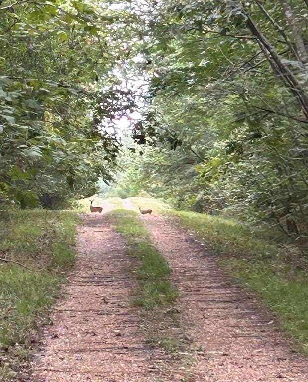 46.5 Acres of Recreational Land for Sale in Bogata, Texas