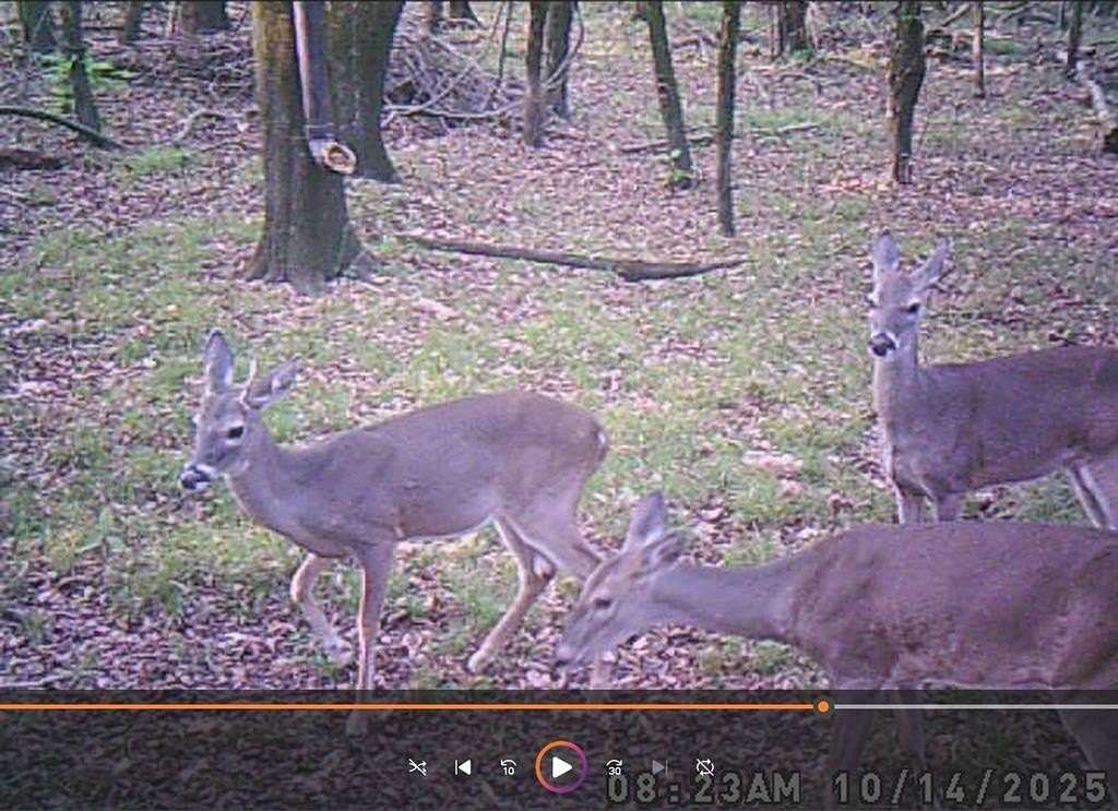 46.5 Acres of Recreational Land for Sale in Bogata, Texas