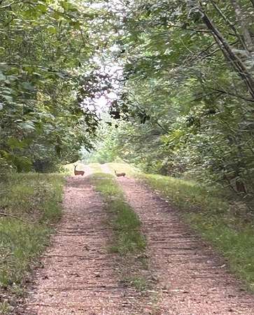 46.5 Acres of Recreational Land for Sale in Bogata, Texas