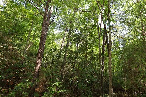 35 Acres of Recreational Land for Sale in Jonesboro, Louisiana