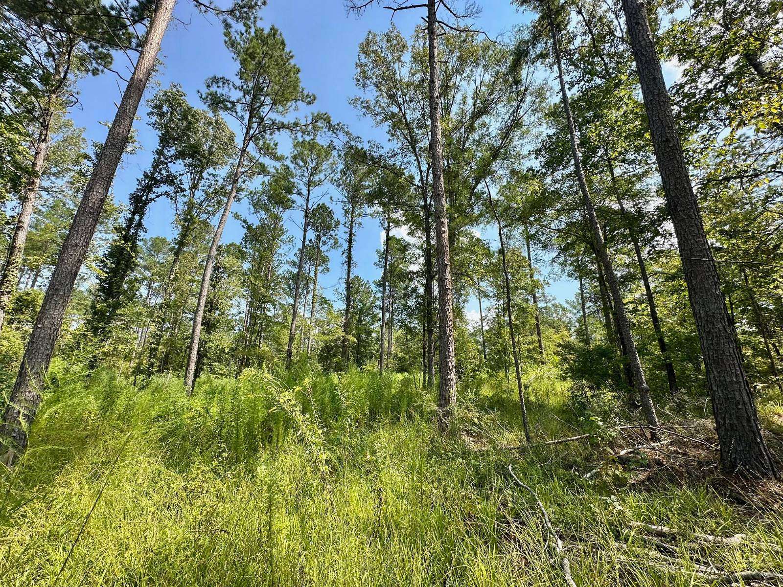 185 Acres of Recreational Land for Sale in Terry, Mississippi