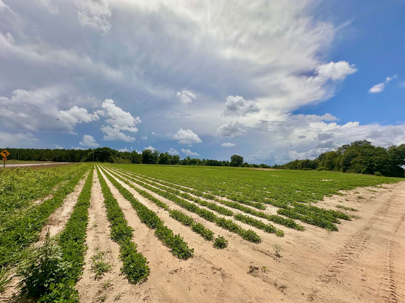102 Acres of Land for Sale in Ashford, Alabama