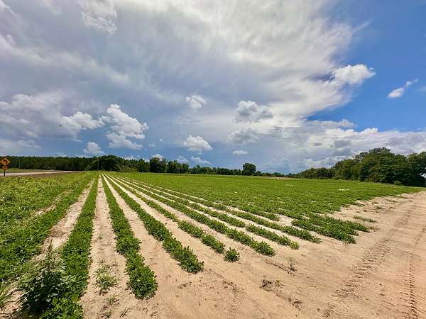 89 Acres of Recreational Land & Farm for Sale in Ashford, Alabama