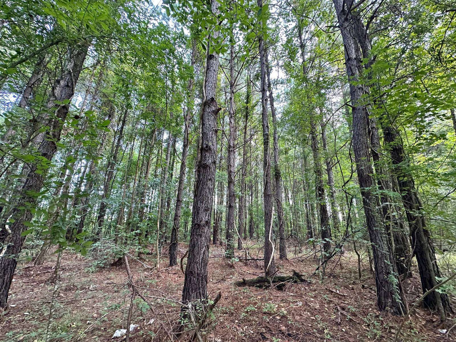 81 Acres of Recreational Land for Sale in Terry, Mississippi