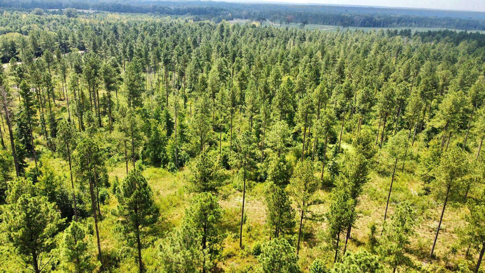 195 Acres of Recreational Land for Sale in Terry, Mississippi