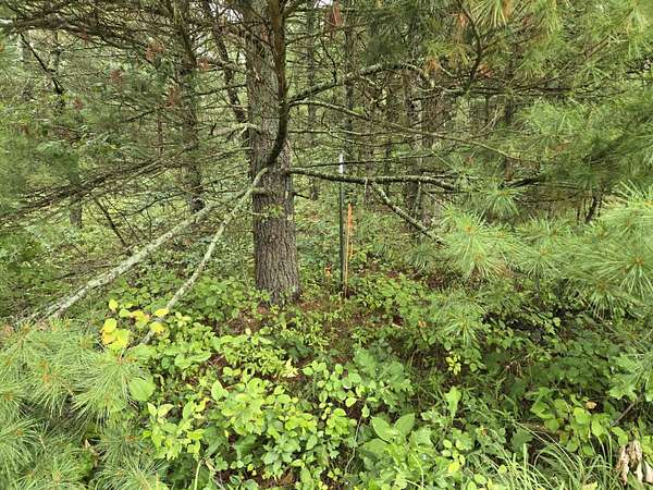 2.5 Acres of Land for Sale in Idlewild, Michigan