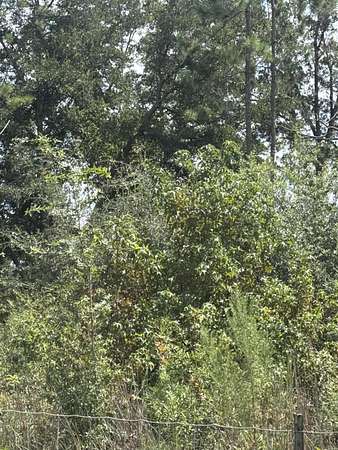 14.9 Acres of Recreational Land for Sale in Dorchester, South Carolina