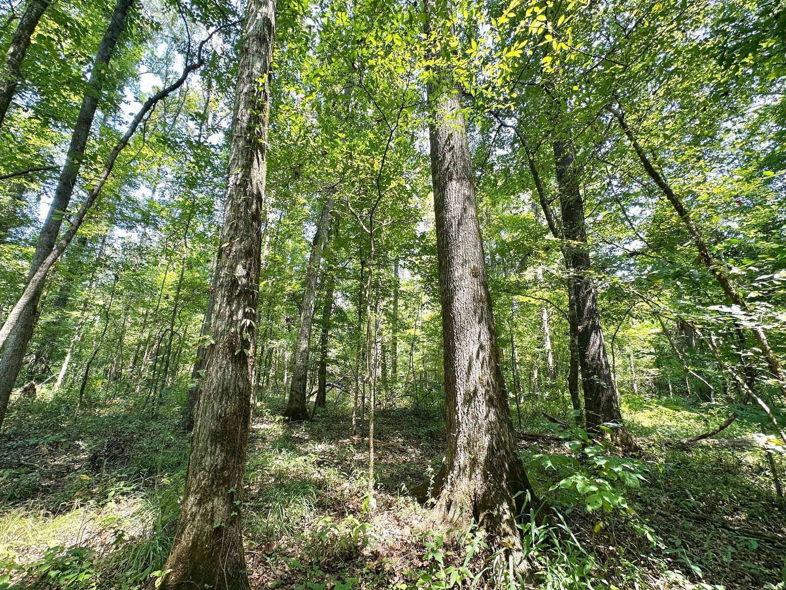 170 Acres of Recreational Land for Sale in Bolton, Mississippi