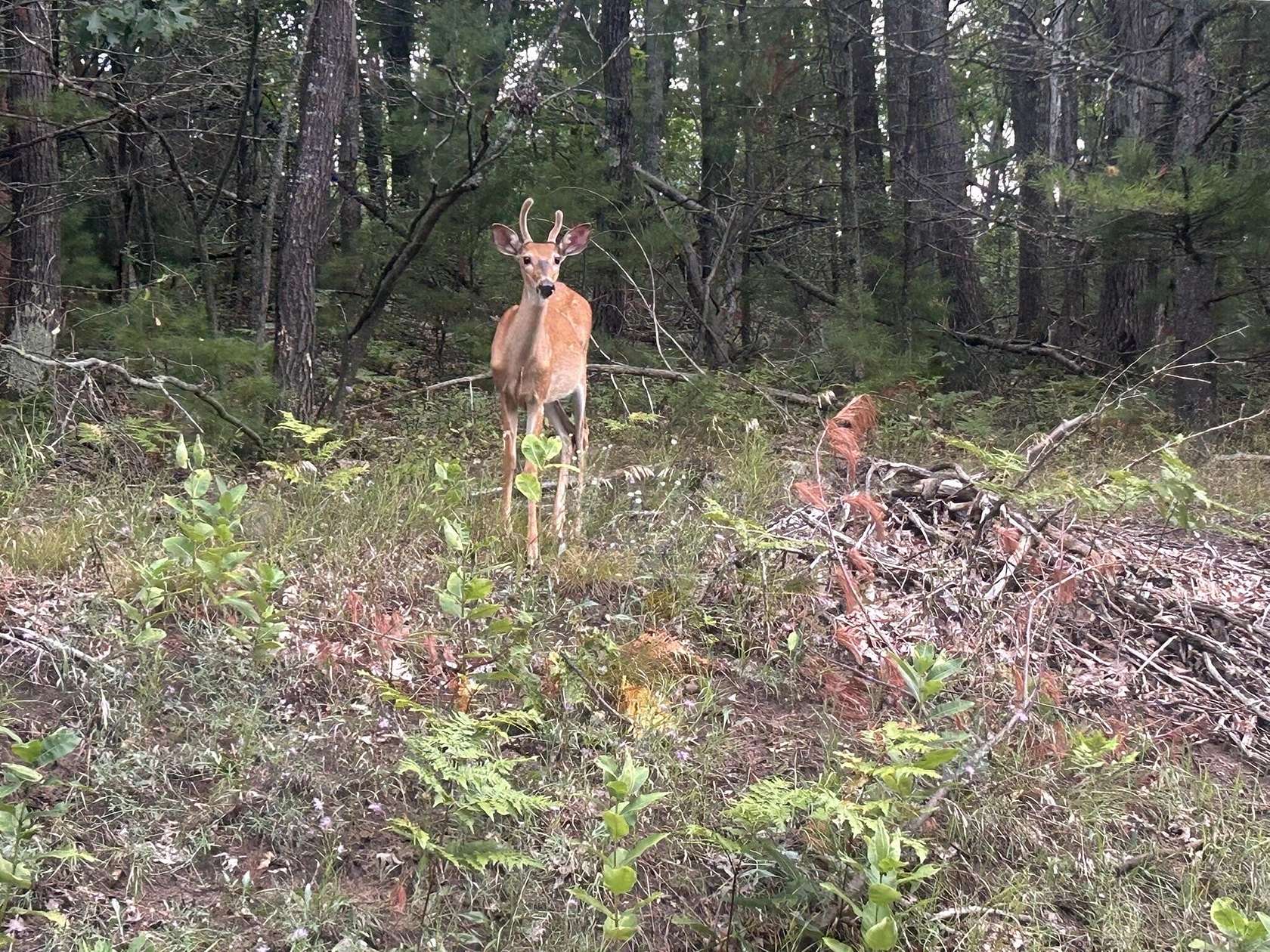 1.19 Acres of Residential Land for Sale in Hillman, Michigan