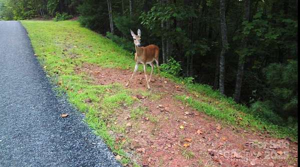 5 Acres of Residential Land for Sale in Mill Spring, North Carolina
