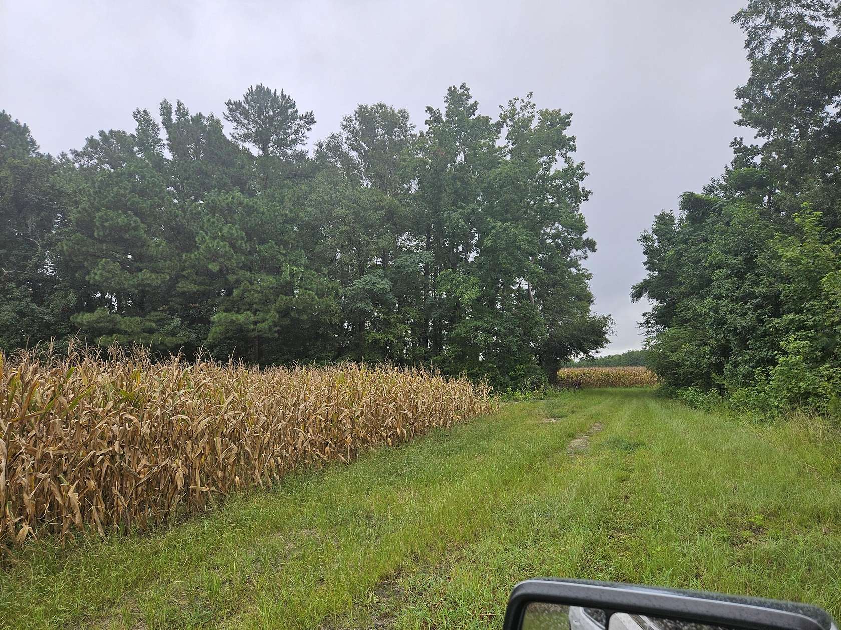 61.8 Acres of Recreational Land & Farm for Sale in Salters, South Carolina