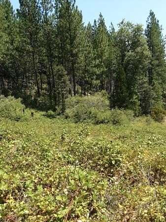22.2 Acres of Land for Sale in Montgomery Creek, California