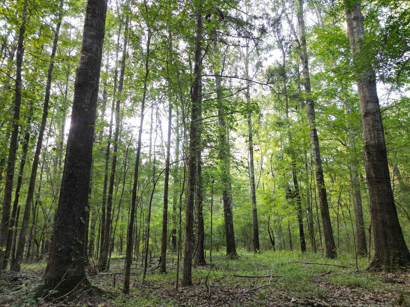 8 Acres of Land for Sale in Canton, Mississippi