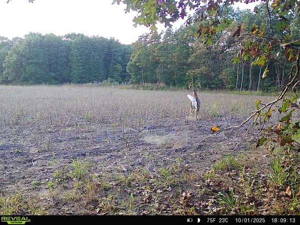 55 Acres of Recreational Land for Sale in Knox, Indiana