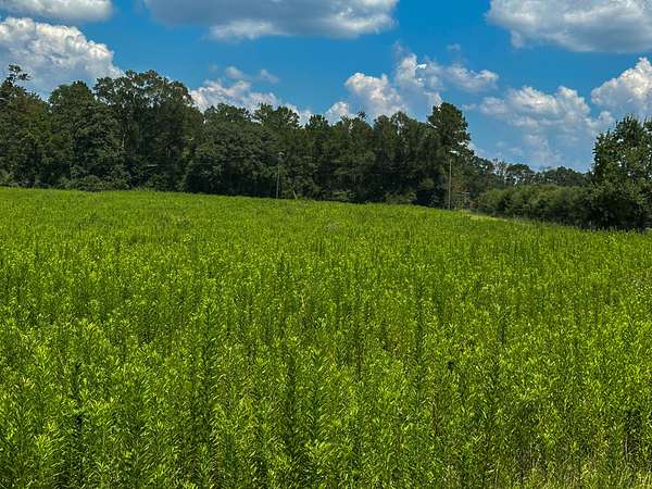 32.9 Acres of Land for Sale in Franklinton, Louisiana