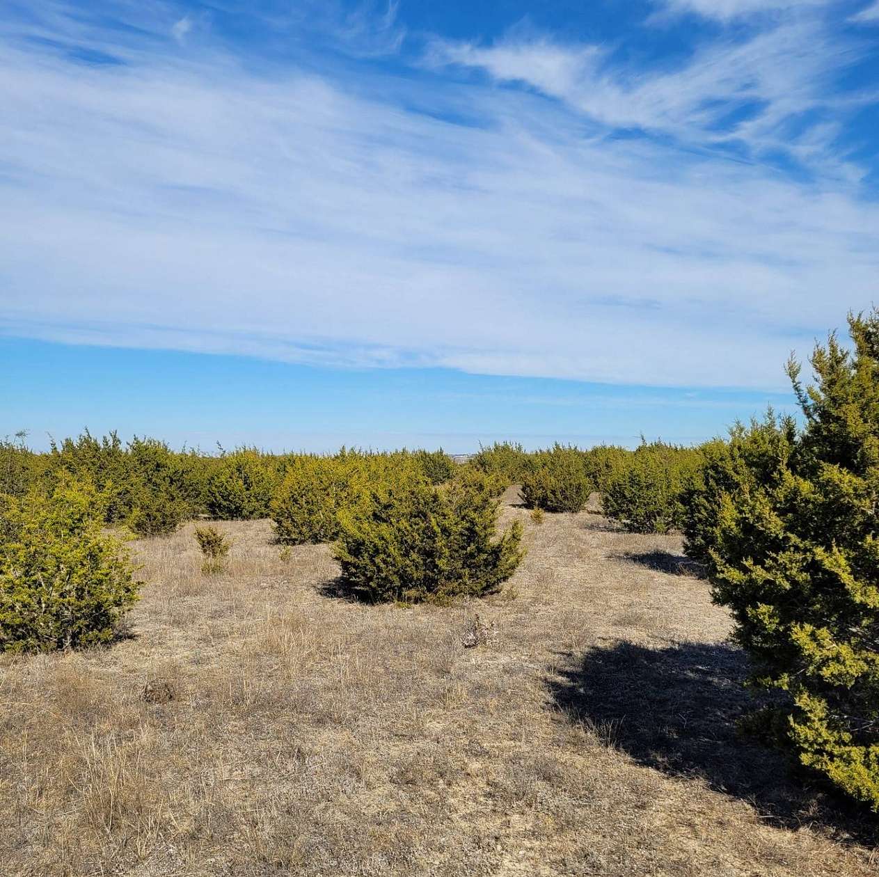 12 Acres of Land for Sale in Jonesboro, Texas