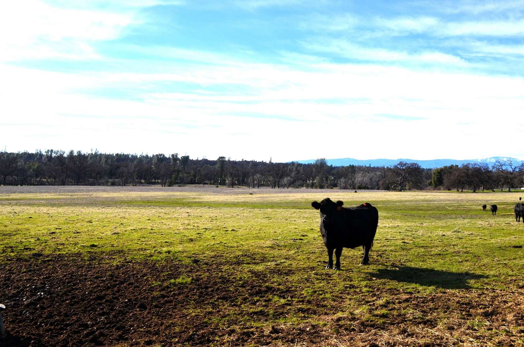 42 Acres of Land for Sale in Cottonwood, California