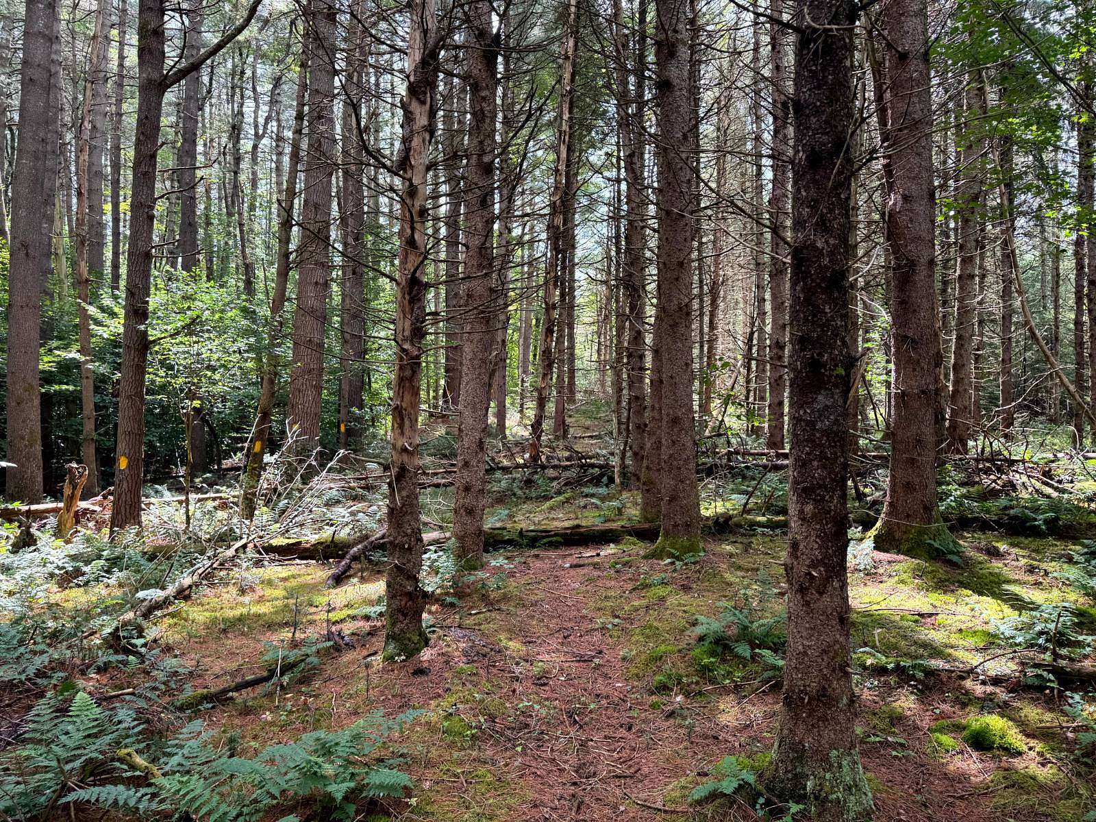 12 Acres of Recreational Land for Sale in Ohio, New York