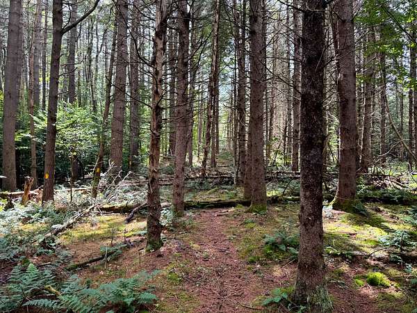 12 Acres of Recreational Land for Sale in Ohio, New York