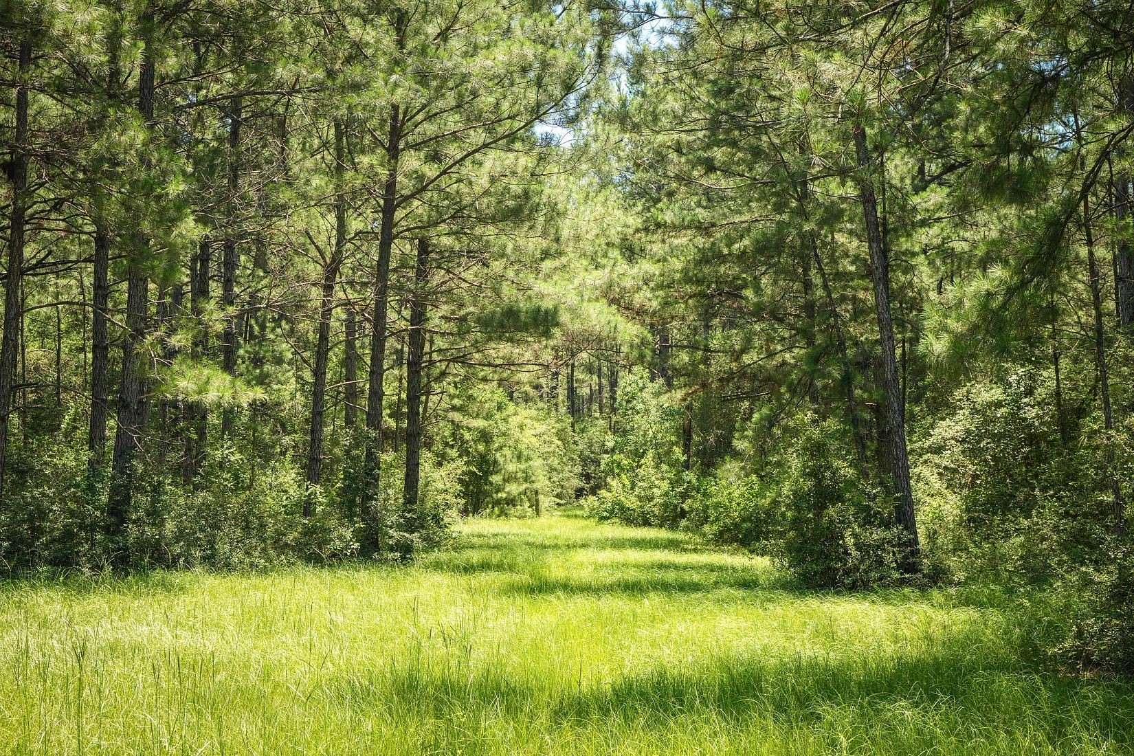 107 Acres of Recreational Land for Sale in Hillister, Texas