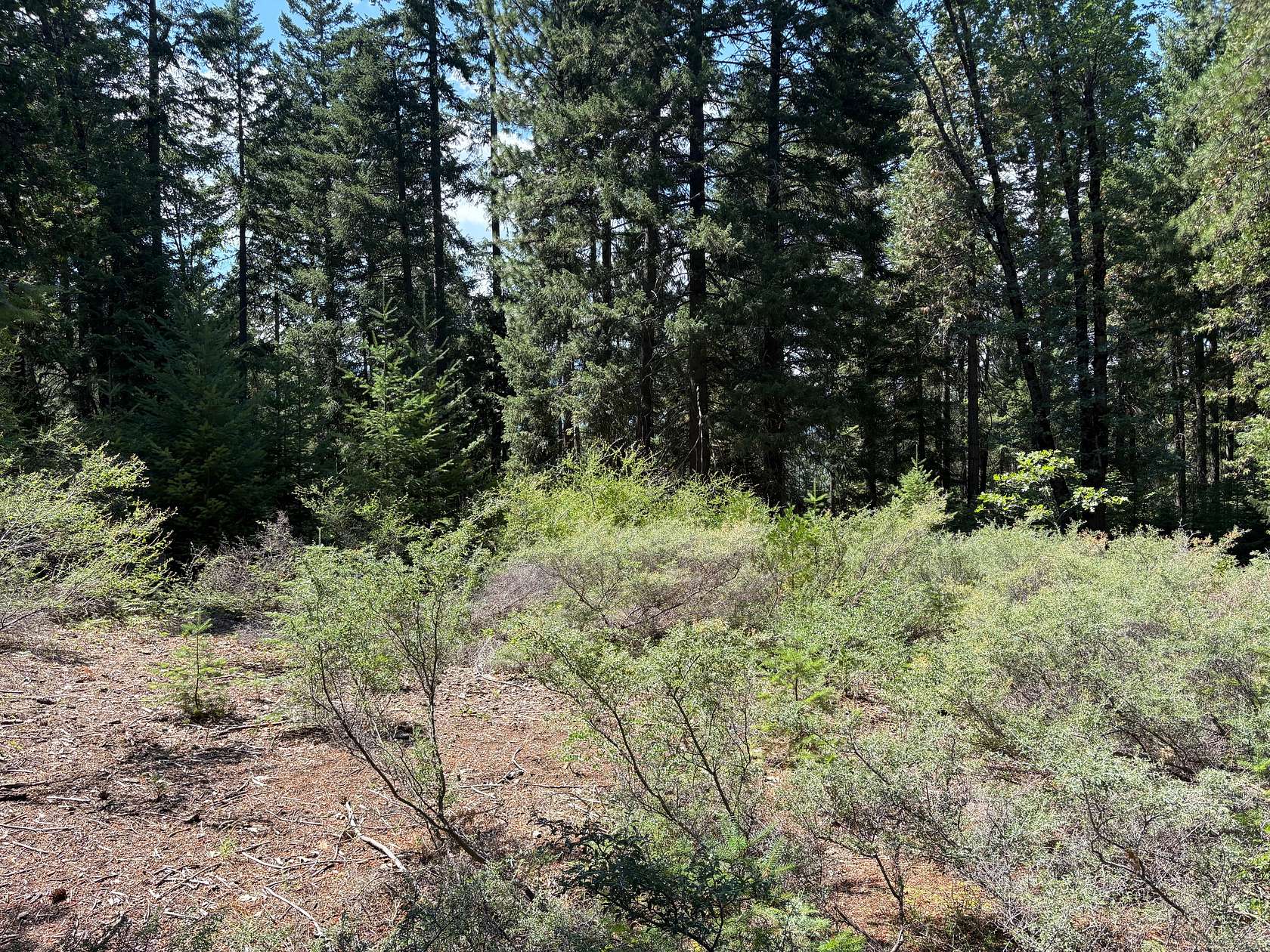 40 Acres of Recreational Land for Sale in Mount Shasta, California