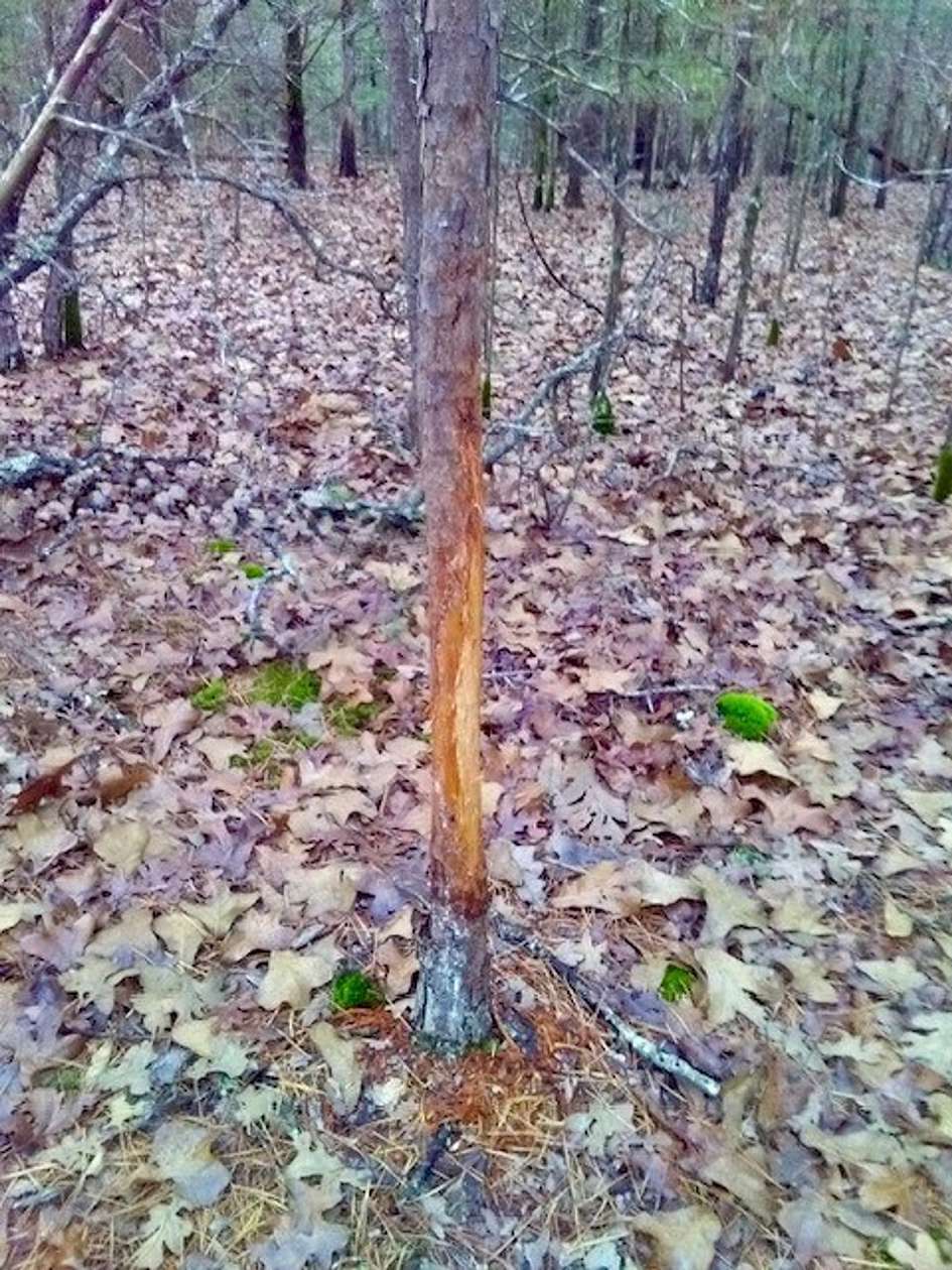 164 Acres of Recreational Land for Sale in Mountain Grove, Missouri