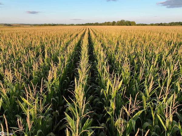 396 Acres of Agricultural Land for Sale in Sigourney, Iowa