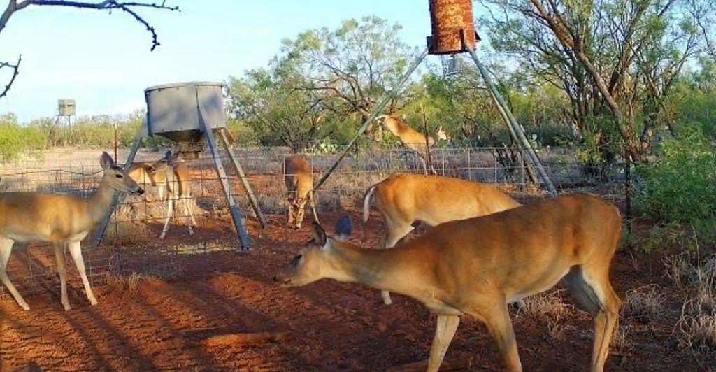 660 Acres of Agricultural Land for Sale in Westbrook, Texas