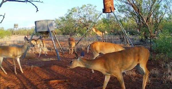 660 Acres of Land for Sale in Westbrook, Texas